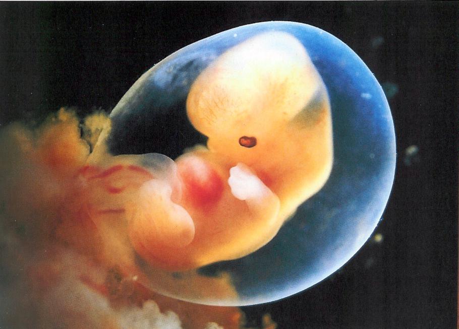 foto embrione vivo feto