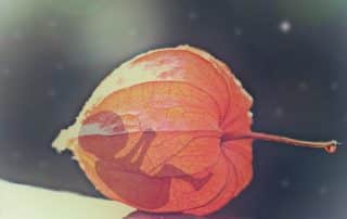 aborto fiore
