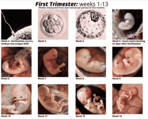embrione aborti
